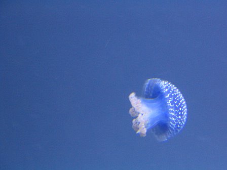 jellyfish.jpg (15648 bytes)