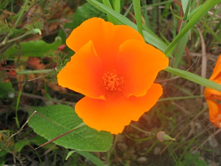 orangeflower.jpg (30859 bytes)