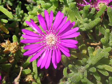 purpleflower.jpg (52367 bytes)