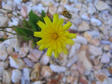yellowflower.jpg (29461 bytes)